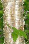 Yellow birch